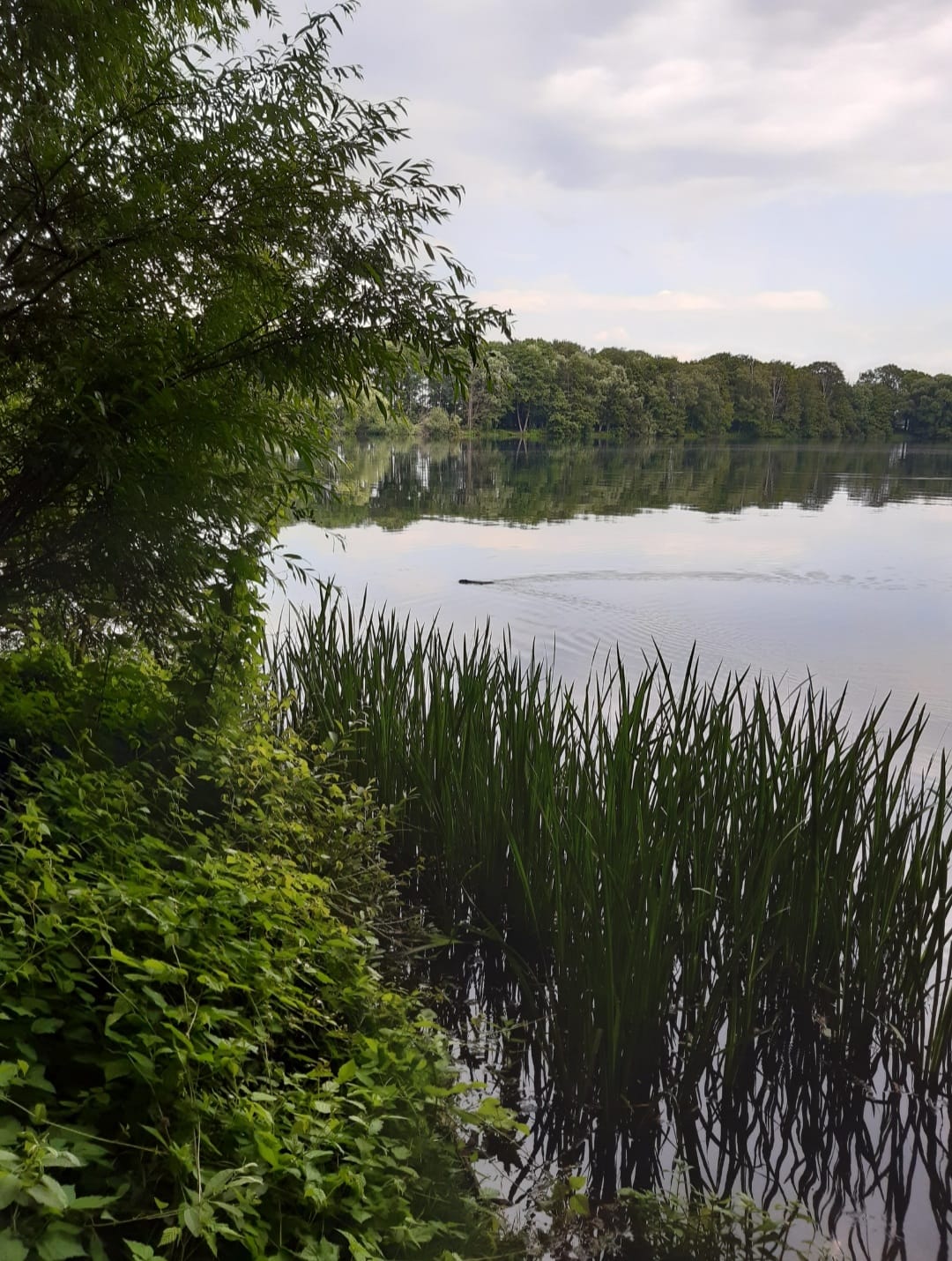 Der Heitkampsee in Geldern mit Schilfpflanzen am Ufer