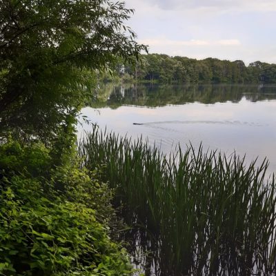 Der Heitkampsee in Geldern mit Schilfpflanzen am Ufer