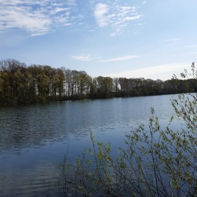 Der Heitkampsee in Geldern von der Seite fotografiert mit einem Busch im Vordergrund.